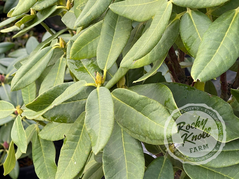 Cornubia plant from Rocky Knoll Farm