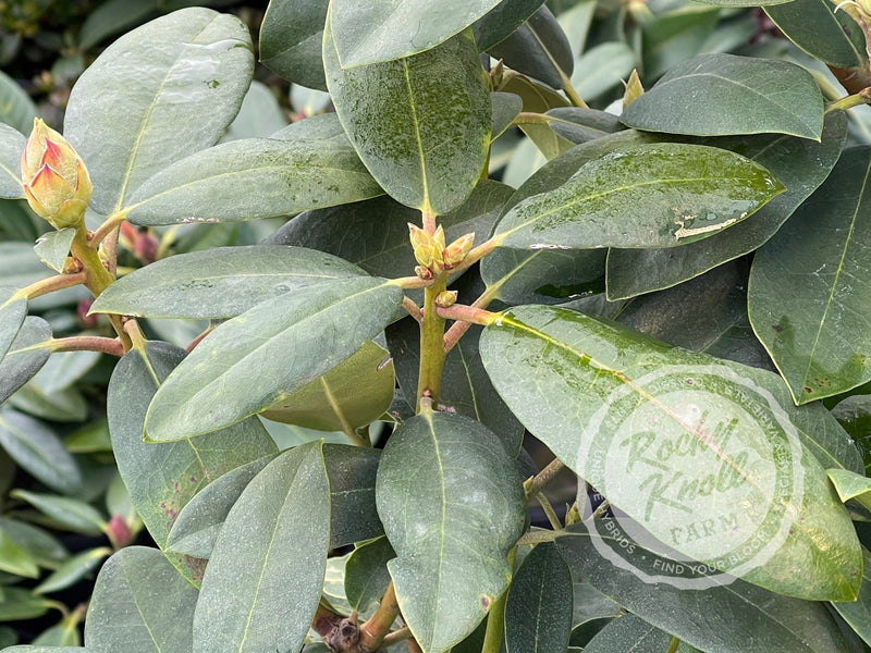 Fastuosum Flore Pleno plant from Rocky Knoll Farm