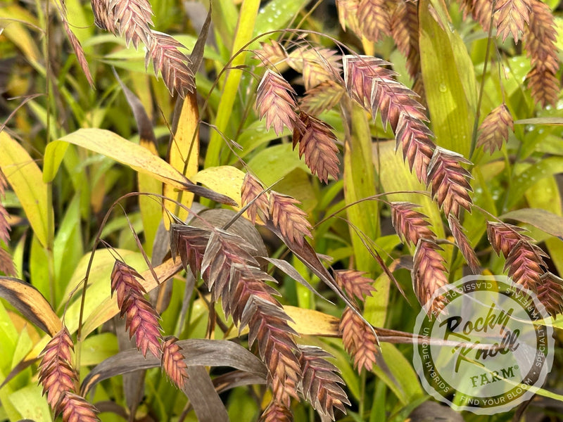 Northern Sea Oats - Chasmanthium latifolium plant from Rocky Knoll Farm