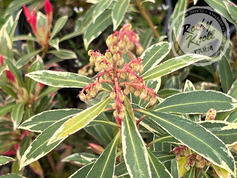 Pieris Japonica Flaming Silver plant from Rocky Knoll Farm