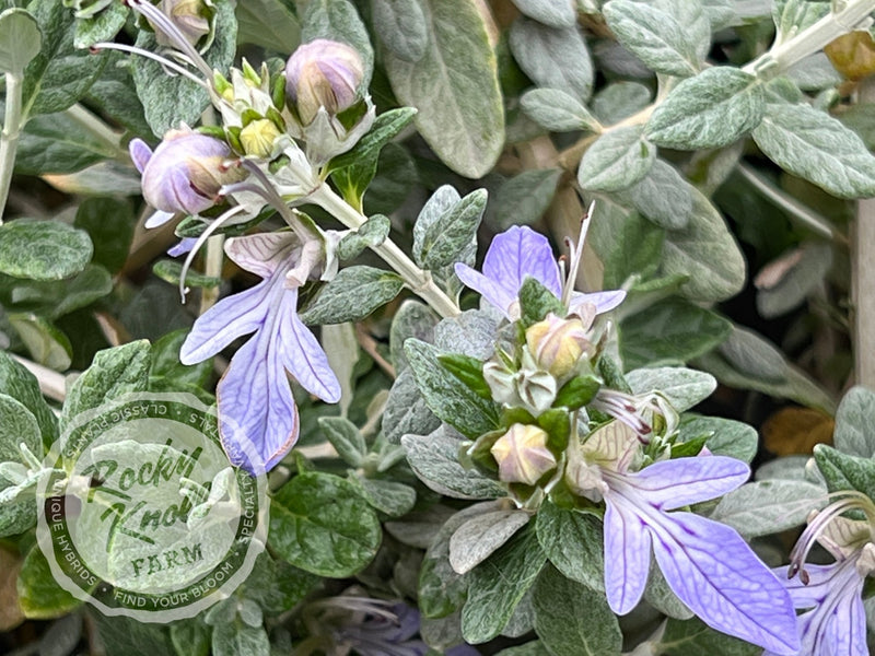 Azure Bush Germander plant from Rocky Knoll Farm