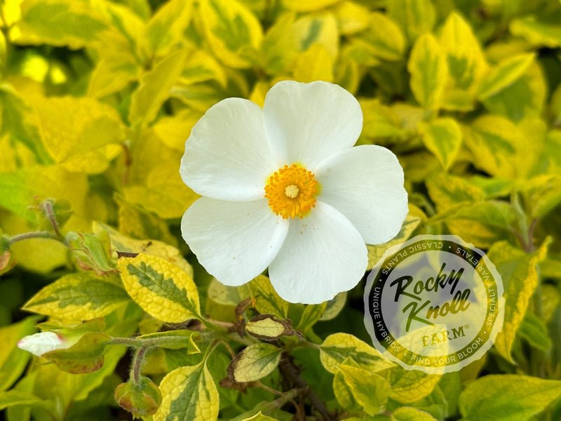 Cistus Mickie Rockrose - Rocky Knoll Farm