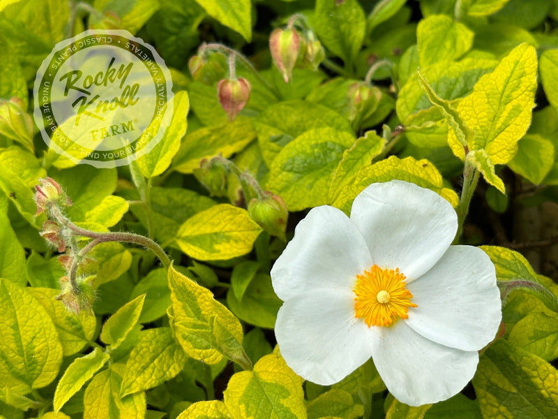 Cistus Mickie Rockrose - Rocky Knoll Farm