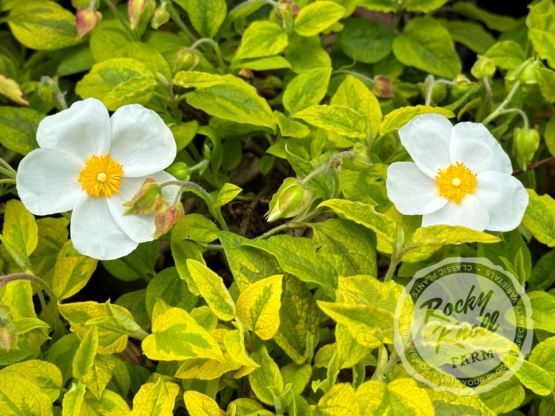 Cistus Mickie Rockrose plant from Rocky Knoll Farm