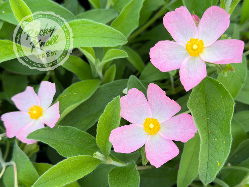 Cistus Grayswood Pink Rockrose plant from Rocky Knoll Farm