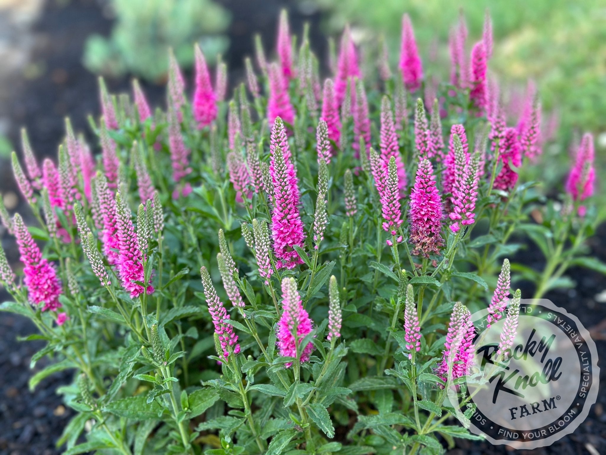 Veronica spicata 'Bubblegum Candles' - Rocky Knoll Farm