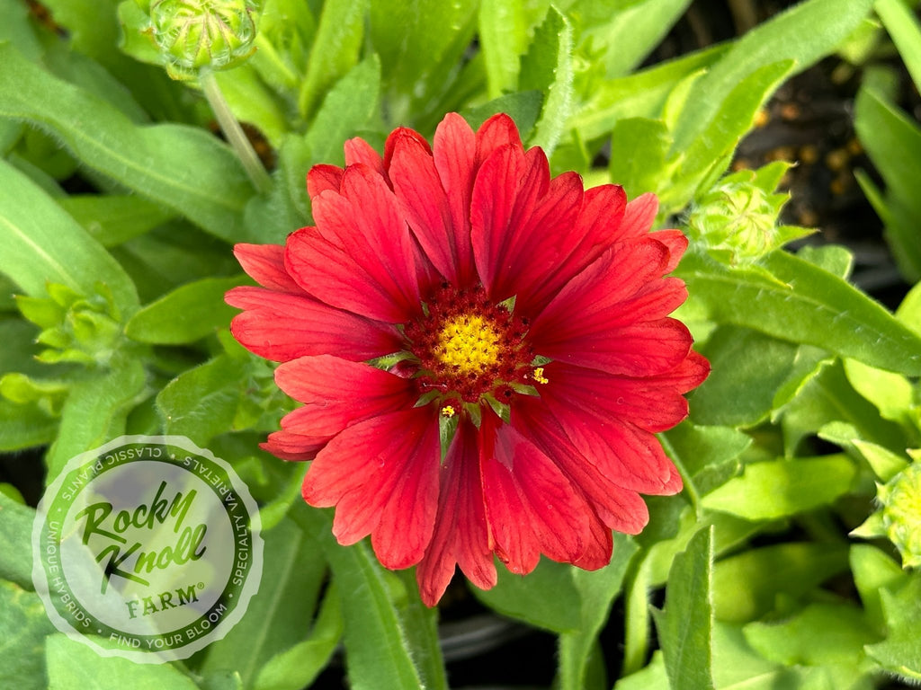 Gaillardia 2024 x grandiflora