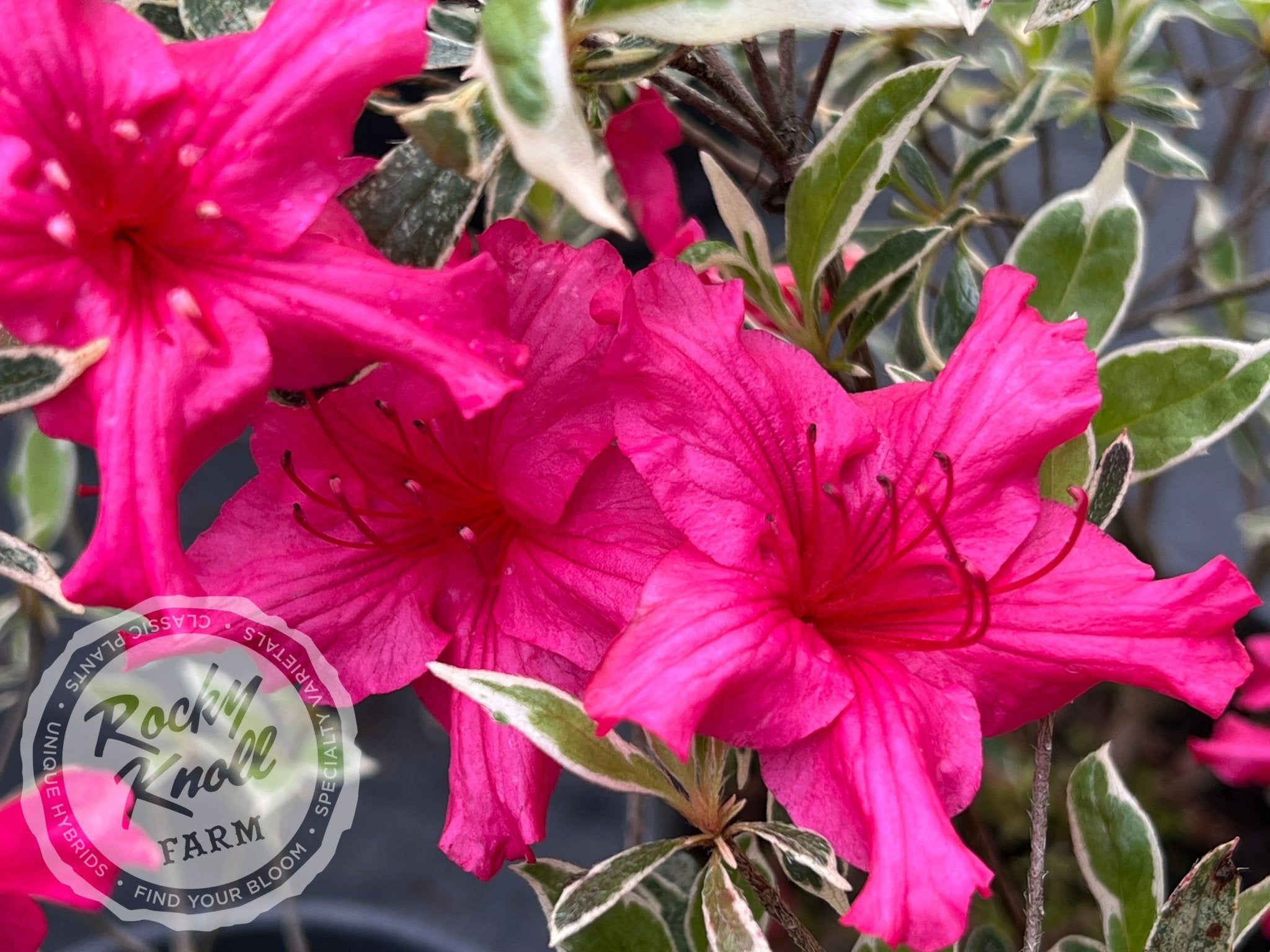 Silver Sword Azalea Rocky Knoll Farm