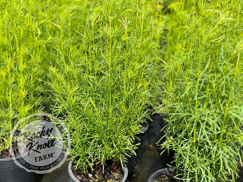 Coreopsis verticillata Zagreb (Threadleaf) plant from Rocky Knoll Farm