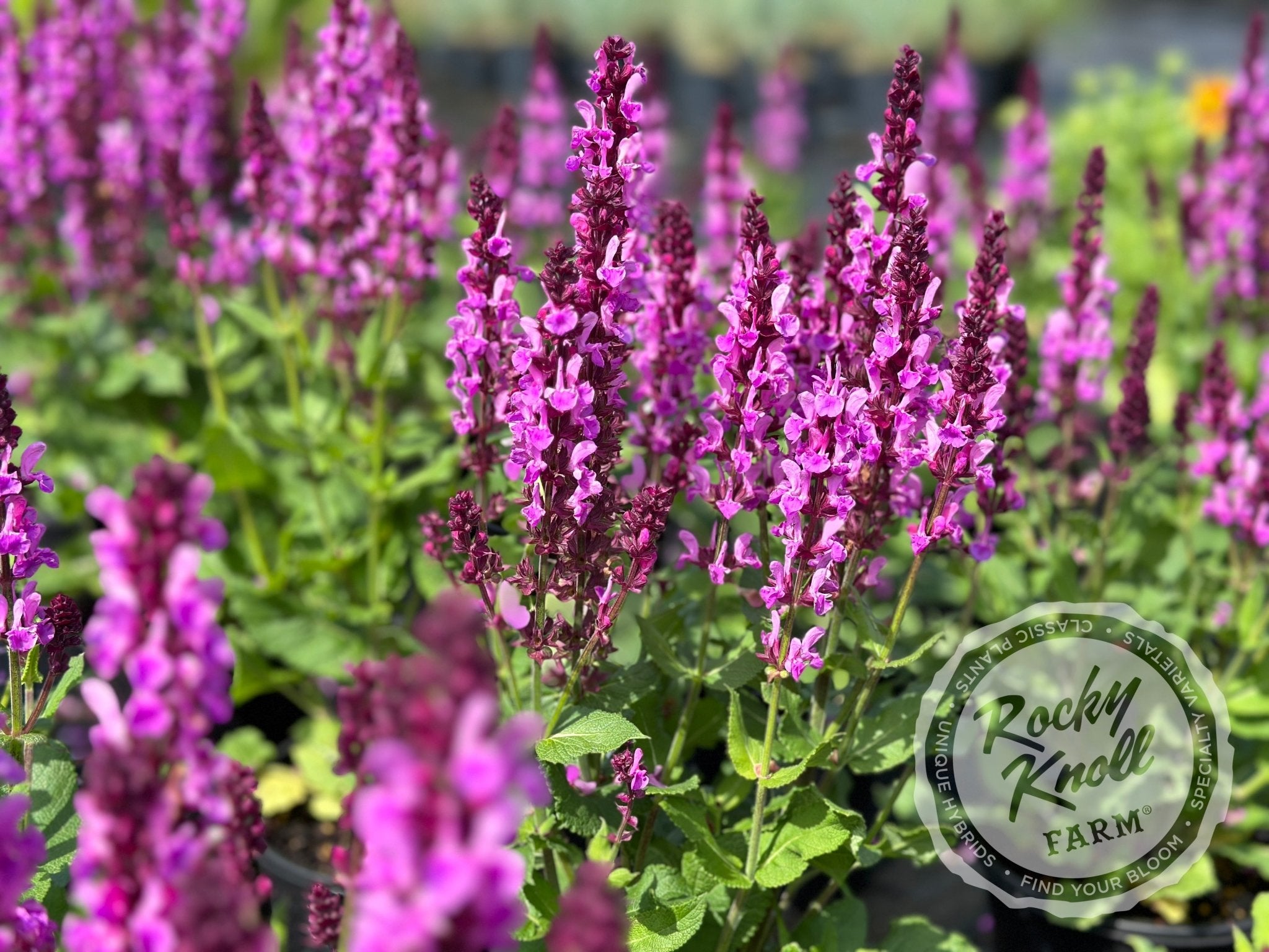 Salvia nemorosa 'Rose Marvel' (Sage) - Rocky Knoll Farm