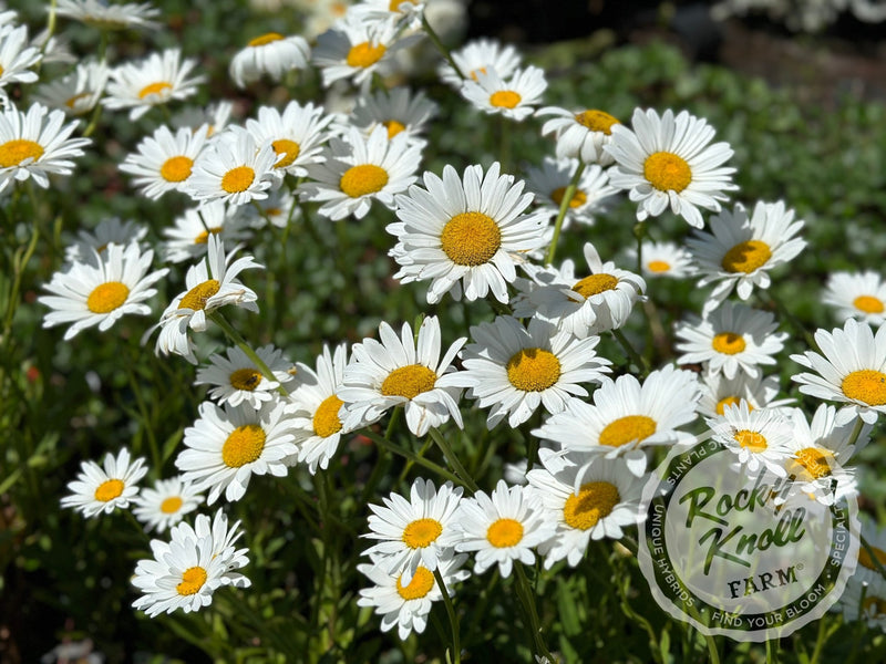 Becky Shasta Daisy - Leucanthemum plant from Rocky Knoll Farm