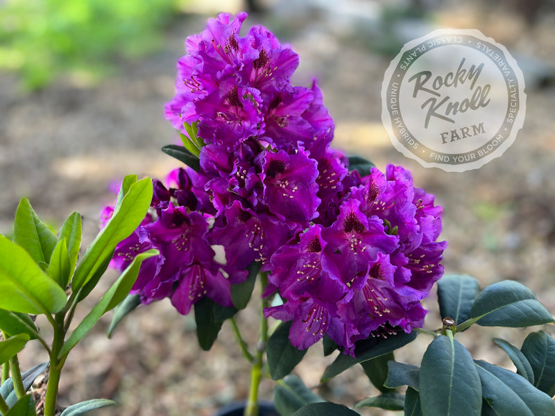 Dorothy Amateis plant from Rocky Knoll Farm