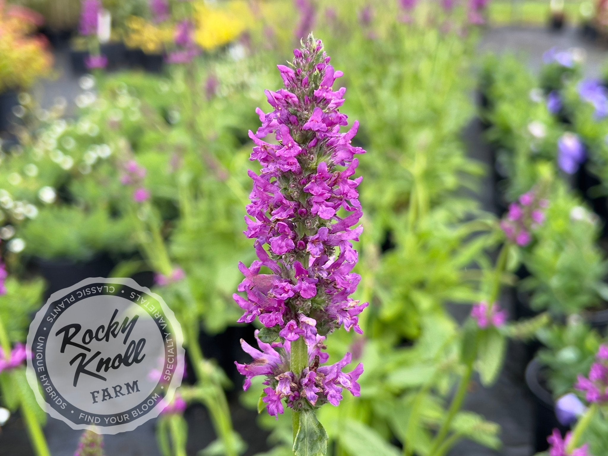 Stachys officinalis Hummelo - Rocky Knoll Farm