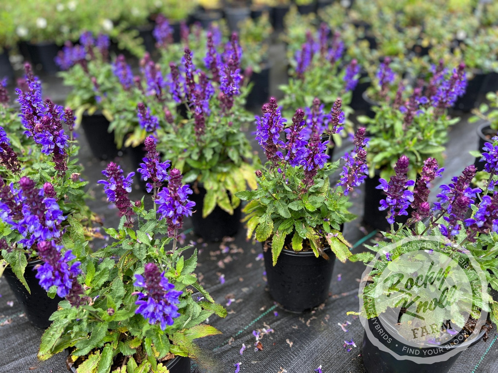 18 Salvia Blue Marvel - Live Plants - aka Sage - great potted or cut flowers - Great rebloomer with large flowers online - Species nemorosa - Sun