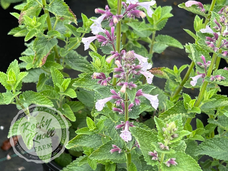 Nepeta Whispurr™ Pink Catmint plant from Rocky Knoll Farm