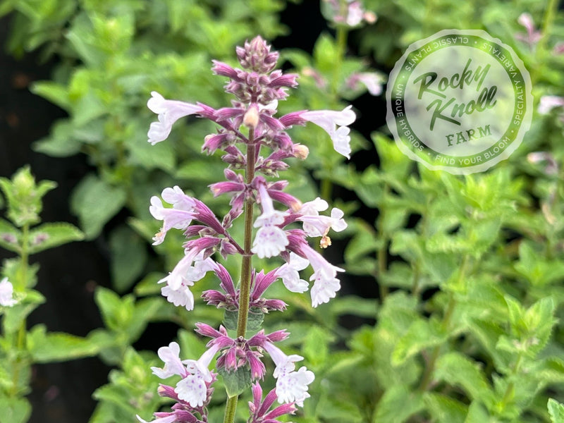 Buy Whispurr Pink Catmint (Nepeta), FREE SHIPPING, Wilson Bros Gardens