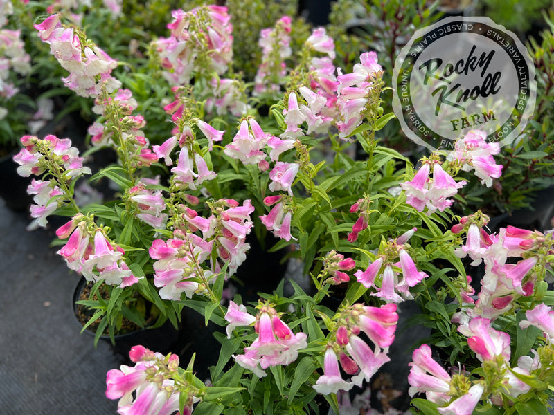 Penstemon Apple Blossom plant from Rocky Knoll Farm