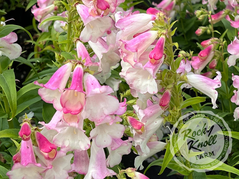 Penstemon Apple Blossom plant from Rocky Knoll Farm