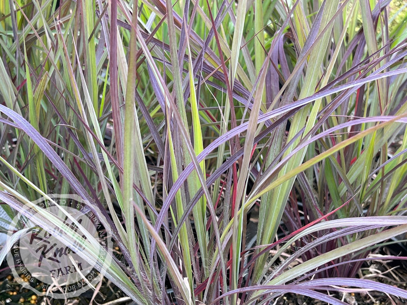 Holy Smoke - Andropogon gerardii plant from Rocky Knoll Farm