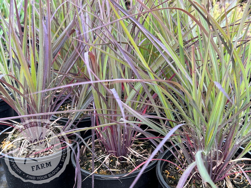 Holy Smoke - Andropogon gerardii - Rocky Knoll Farm