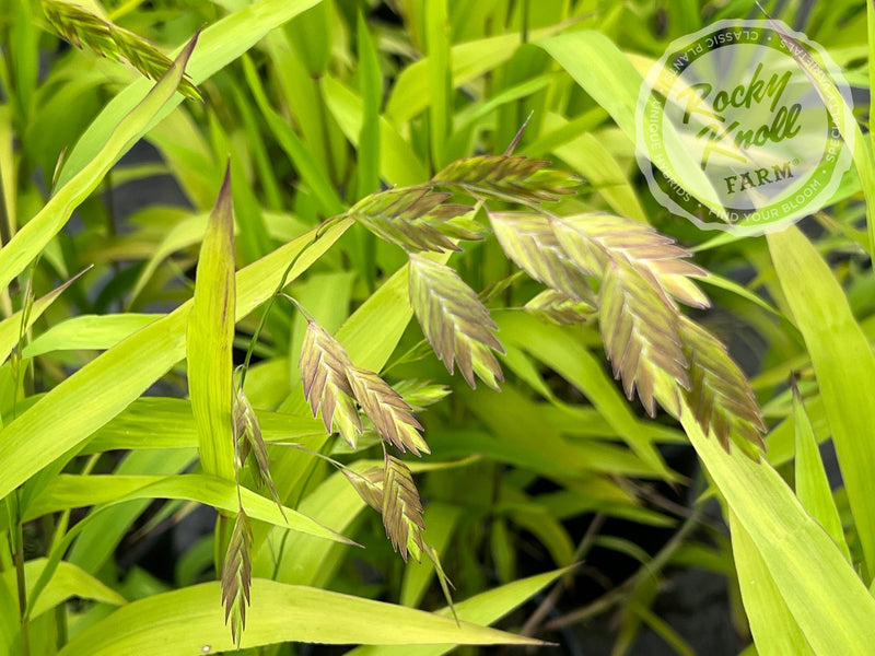 Northern Sea Oats - Chasmanthium latifolium plant from Rocky Knoll Farm