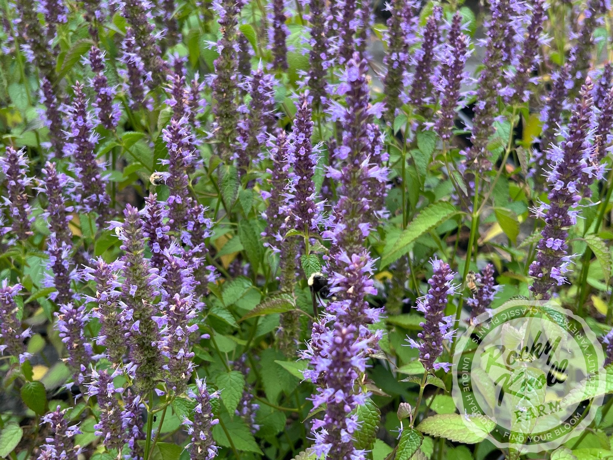 Agastache Rugosa 'little Adder' Anise Hyssop - Rocky Knoll Farm