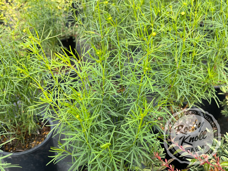 Coreopsis verticillata Zagreb (Threadleaf) plant from Rocky Knoll Farm