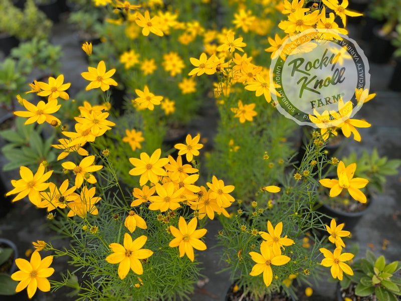 Coreopsis verticillata Zagreb (Threadleaf) plant from Rocky Knoll Farm