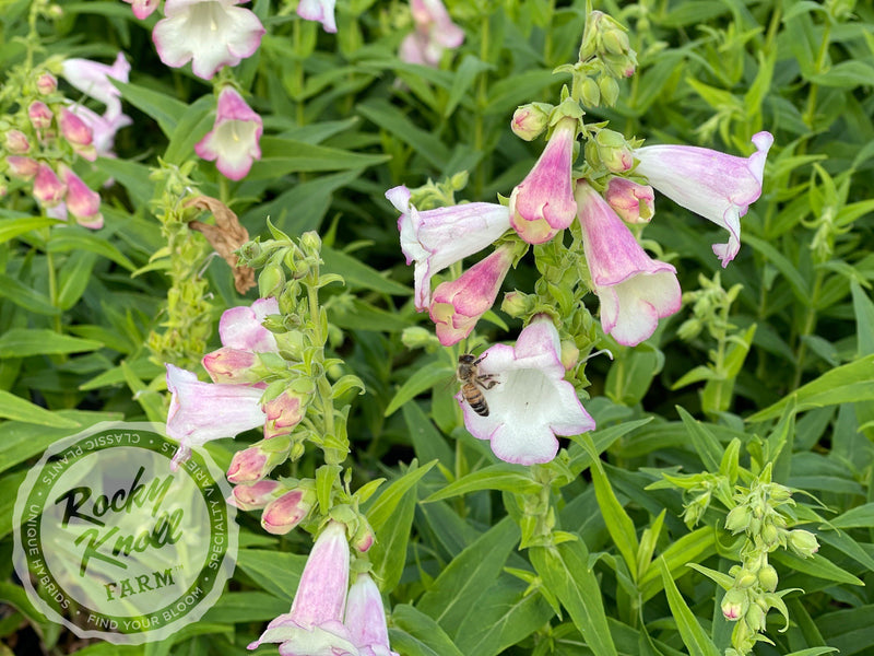 Penstemon Apple Blossom plant from Rocky Knoll Farm