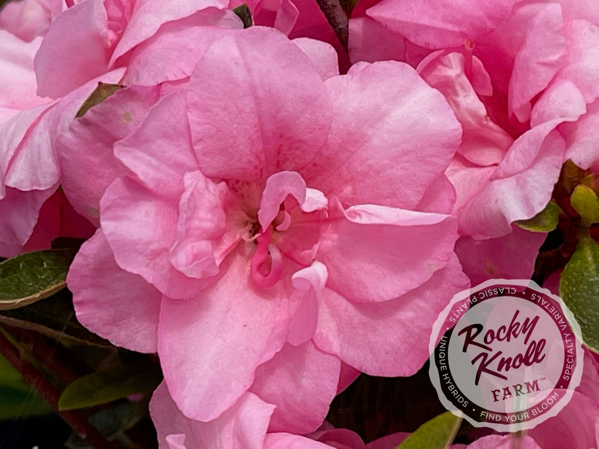 Rosebud azalea - Rocky Knoll Farm