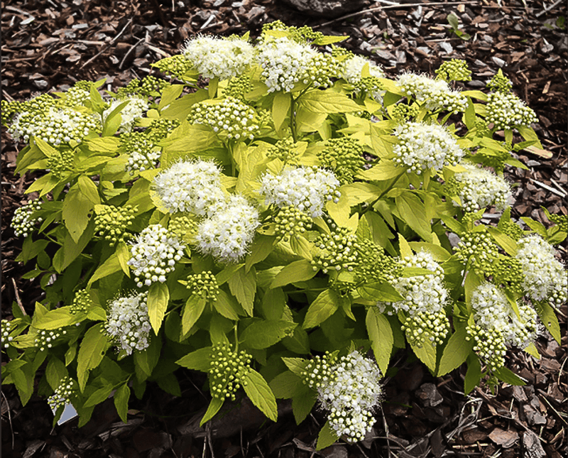 Spiraea White Gold plant from Rocky Knoll Farm