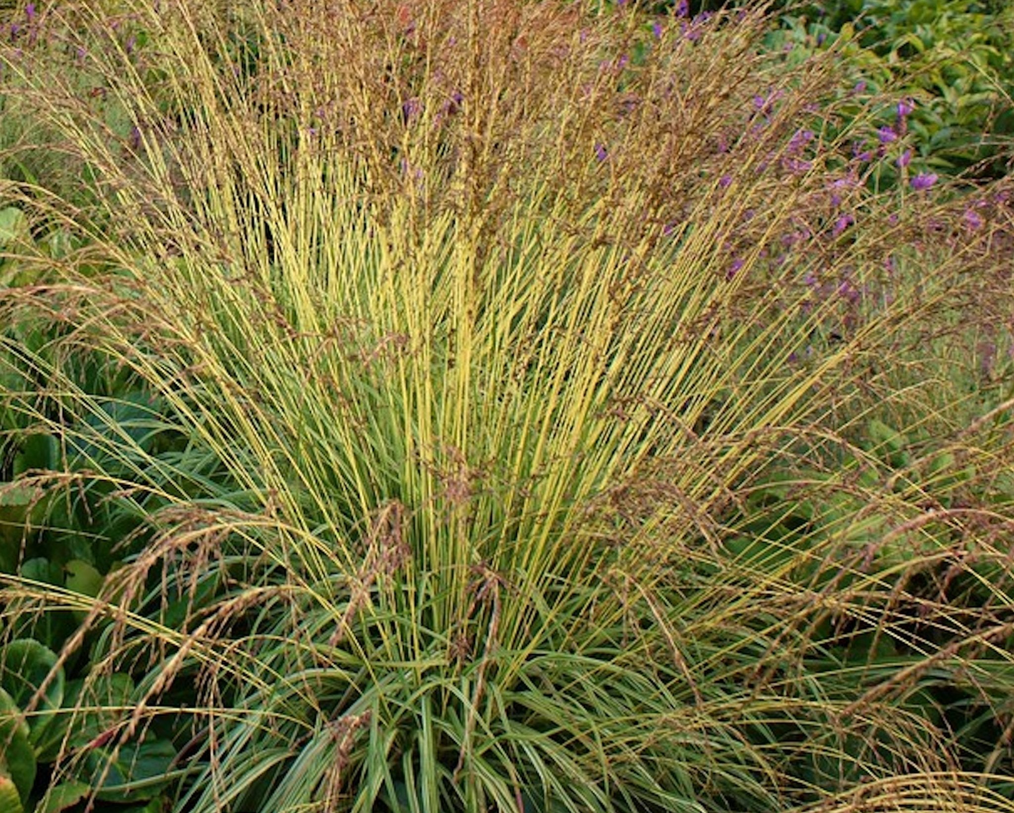 Variegated Moor Grass Molinia Caerulea Rocky Knoll Farm