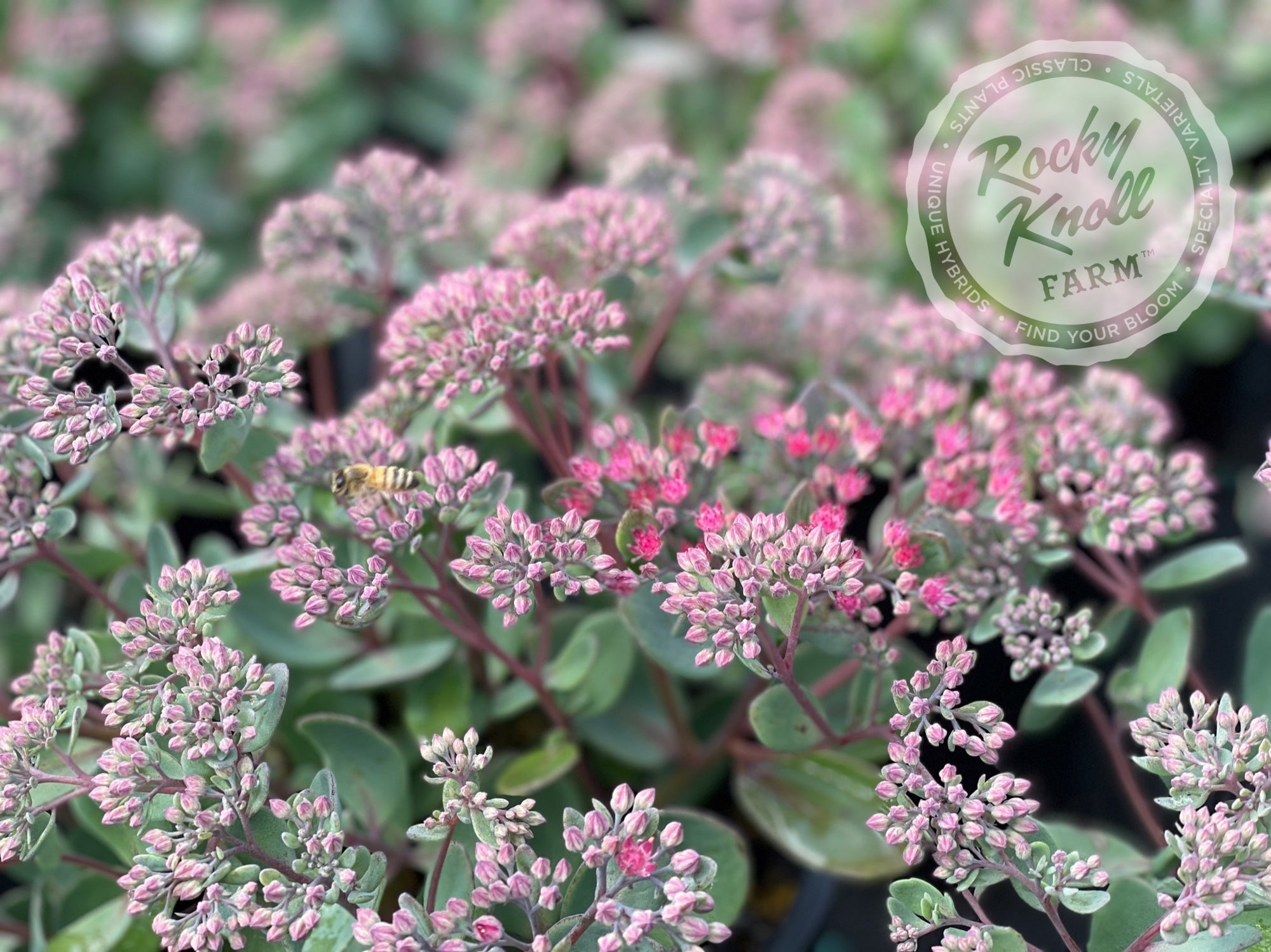 Sedum Vera Jameson Rocky Knoll Farm