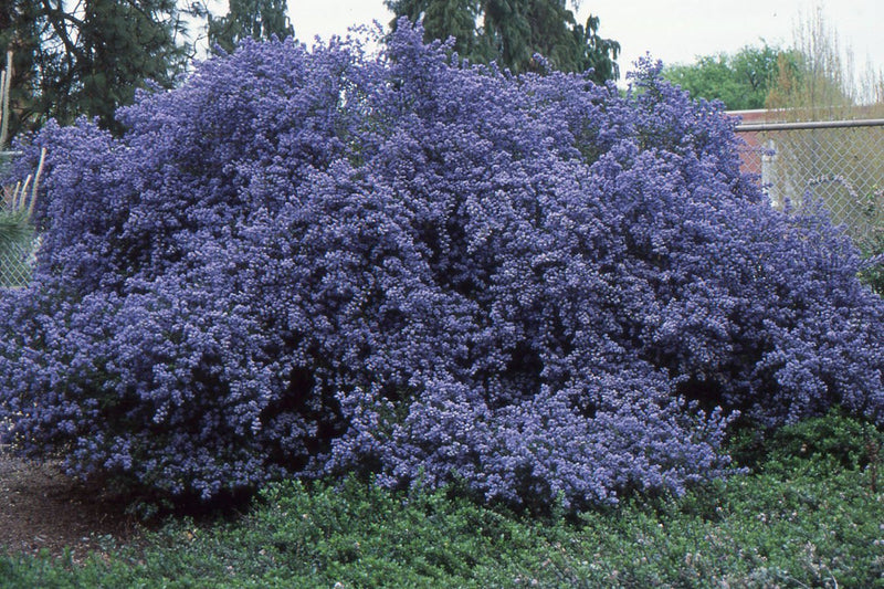 Ceanothus impressus 'Vandenberg Blueblossom' plant from Rocky Knoll Farm