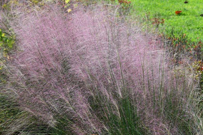 Pink Muhly Grass 'Fast Forward' - Muhlenbergia capillaris plant from Rocky Knoll Farm