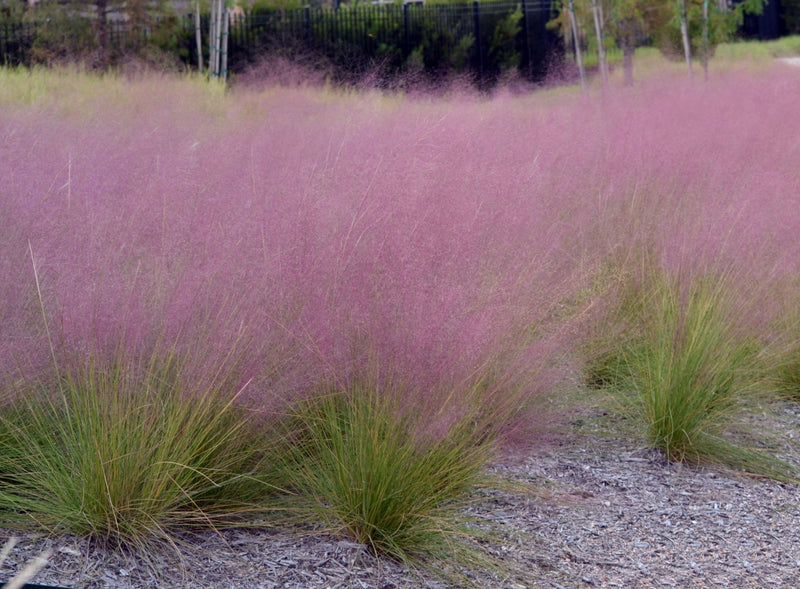 Pink Muhly Grass 'Fast Forward' - Muhlenbergia capillaris plant from Rocky Knoll Farm